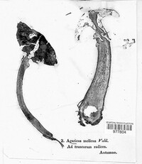Armillaria mellea image